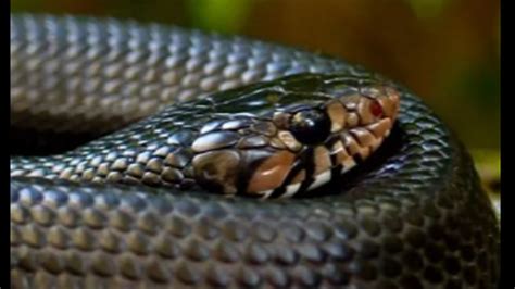 roomate gay twitter|Georgia snake regurgitates 3 snakes, one alive, state says.